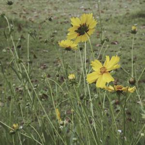 美女又爽❌又黄❌免费跳舞软件
